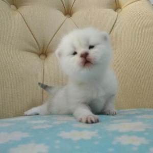 美女裸体被日网站
